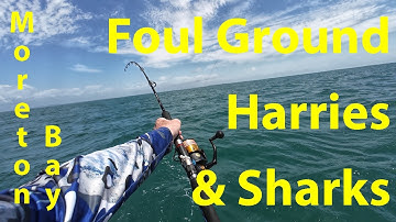 Fishing Moreton Bay’s Foul Ground & Harries – Live Bait Action and Shark Chaos!
