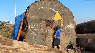 The Largest Timber Yard On The Planet // Treasure Inside A 3000 Year Old Tree