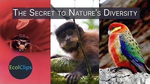 Why Do Species Coexist? | EcolClips