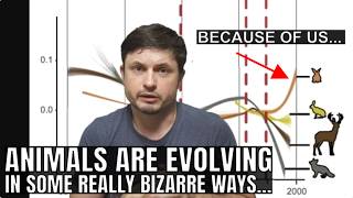 Animals Are Evolving to Survive in the Human World But Often in a Weird Way