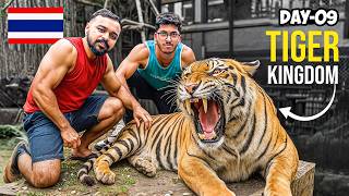 TIGER KINGDOM IN PHUKET 🇹🇭😉 | Price and full tour vlog