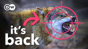 Should we go back to hunting wolves?