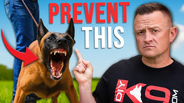 3 Mistakes You’re Making That Reinforce Your Dog’s Reactivity