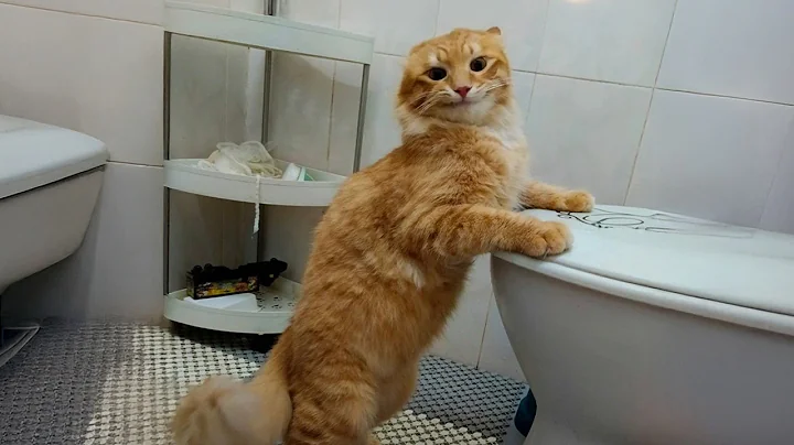 Funny Cat Videos 😂 Hilarious Orange Cats That Will Make You Laugh Out Loud And Find Peace 😺