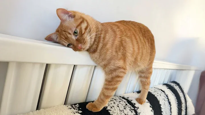 Funny Cat Videos 😂 Hilarious Orange Cats That Will Make You Laugh Out Loud And Find Peace 😺