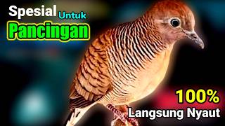 SUARA BURUNG PERKUTUT BANGKOK Gacor Merdu   AMPUH UNTUK PANCINGAN SEMUA PERKUTUT BANGKOK