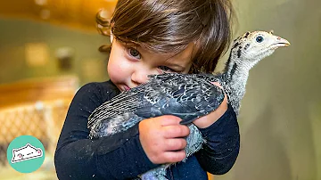 Chickens Wait For This Girl Every Morning | Cuddle Buddies