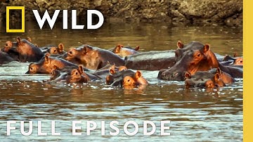 Fearless Domination (Full Episode) | Animal Fight Night Season 5 | Nat Geo Animals