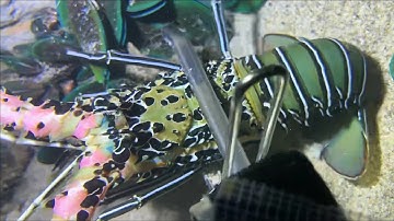 Diving under the sea to catch eels, crabs and sea cucumbers | Part 113-1