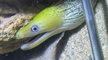 Diving under the sea to catch eels, crabs and sea cucumbers | Part 113-1