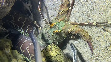 Diving under the sea to catch eels, crabs and sea cucumbers | Part 122-1