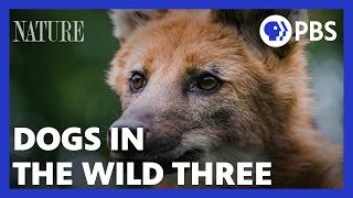 Defending Wild Dogs | Dogs in the Wild | PBS NATURE Documentary