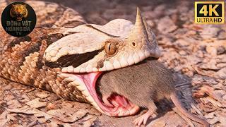 Zimbabwe Jungle | The Terrifying Hunt of the Gaboon Snake - Animal World