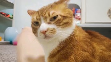 Orange Cats Are Crazier Than You Thought 😂 Best Funny Cat Videos 2025