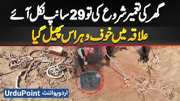 29 Snakes Came Out During House Construction In Shakargarh - Fear And Panic Spread Across The Area
