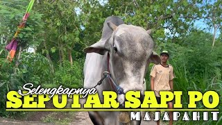 Selengkapnya seputar Patas sapi PO Majapahit #kandangsobatngarit