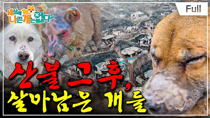 [Full] 세상에 나쁜 개는 없다 - 산불 그 후, 살아남은 개들