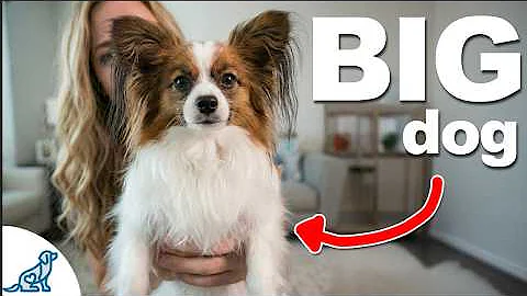 STOP Treating Your Small Dog Like A Small Dog!