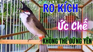 Kích Chào Mào Ché | Chào Mào Ro Kích Ché, Cách Luyện Chào Mào Hót Căng Lửa, Chào Mào Rò Kích Trống