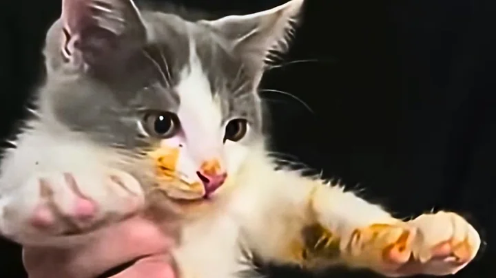 This Is Your Daily Dose of Cats Day 35