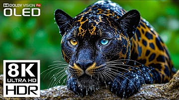 UNBELIEVABLE 8K Videos | Dolby Vision 8K HDR 120fps