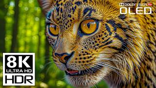 UNBELIEVABLE 8K Videos | Dolby Vision 8K HDR 120fps