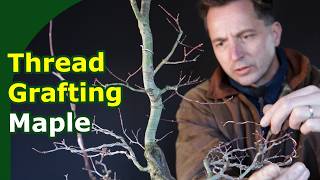 Grafting Deshojo Japanese Maple Bonsai