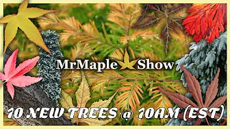 Japanese Maples to Get you Ready for Fall on Today's 10@10 | Oct. 14th 2025!