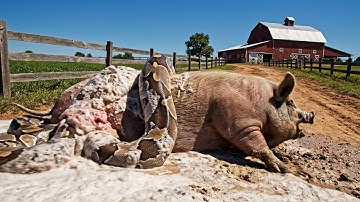 rescue animal: Brave Man Rescues Mother Pig and Piglet From Giant Burmese Python