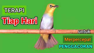 PLECI GACOR suara ngalas BERSAHUTAN  ini PANCINGAN PLECI AGAR BUNYI jadikan BURUNG PLECI Gacor EMOSI