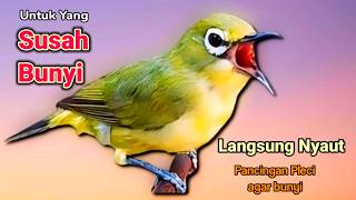 PLECI GACOR suara ngalas BERSAHUTAN  ini PANCINGAN PLECI AGAR BUNYI jadikan BURUNG PLECI Gacor EMOSI