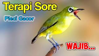 PLECI GACOR suara ngalas BERSAHUTAN  ini PANCINGAN PLECI AGAR BUNYI jadikan BURUNG PLECI Gacor EMOSI