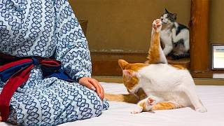 Cat Heaven! A Secluded Japanese Hot Spring Inn with 9 Resident Cats | Shichirigawa Onsen