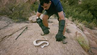 In the kingdom of the rattlesnake | Snake tracker