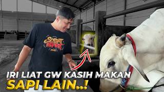 NYOMBOR SELURUH SAPI SETIA FARM JAWA BARAT..!