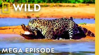 Fangs, Jaws, & Fury: Ultimate Predator Showdown | World's Deadliest MEGA EPISODE | Nat Geo Animals
