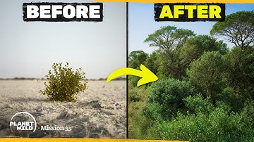 We grew a forest WITHOUT planting a single tree