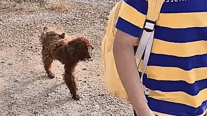 Le chien errant a suivi la mère et l’enfant, espérant manger, et a trouvé un foyer plein d’amour.