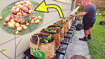 Ik kweekte aardappelen in papieren zakken van de supermarkt - dit is wat er gebeurde