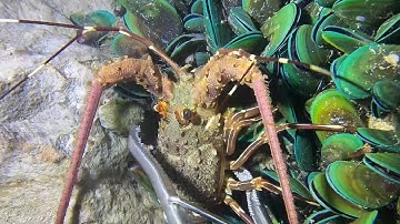 Diving under the sea to catch eels, crabs and sea cucumbers | Part 112