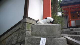 Go to Kyoto now. No, seriously. #japanlife #travel #japantravel #kyoto #kyototrip