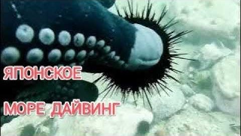 Дайвинг за крабами в России.  Море Владивосток.