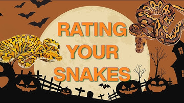 Trick or Treat? Rating YOUR Ball Pythons 🎃