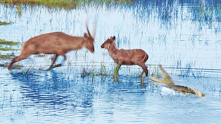 Heartless Buck Throws Baby Back into Crocodile’s Jaws After it Escaped