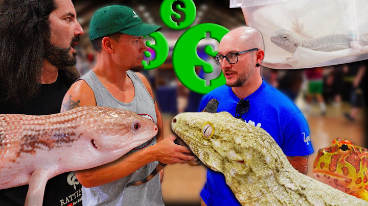 Combien les gens paient-ils pour les animaux au Reptile Super Show en 2025 ?