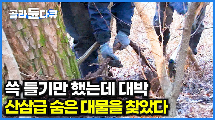 나뭇가지인 줄 알고 슥 들었는데...대박이다! 산삼도 울고 간다는 귀한 약초의 정체｜극한직업｜#골라듄다큐