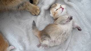 Cute kitten showing its belly to its mother cat...