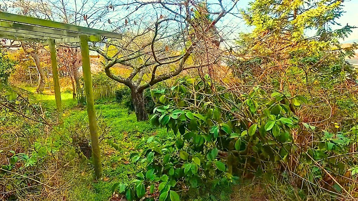 Overgrown Garden Time Lapse: Full Garden Renovation | Restoration