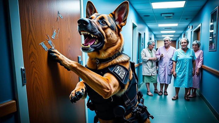 K9-kutya felfedez egy TITKOS SZOBÁT egy idősek otthonában – amit több mint egy évtizede ELREJTETTEK