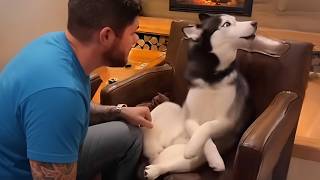 When Dogs Are Being Silly and Hilarious With Owner 😂 Funny Dog and Human Videos